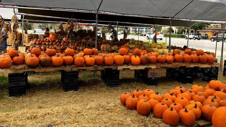 a pumpkin patch