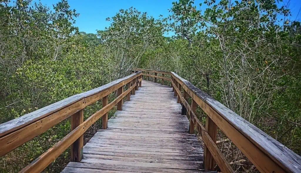 a long boardwalk in a tropical area 