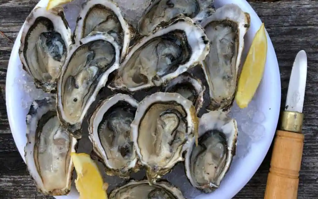 a plate of oyster shells