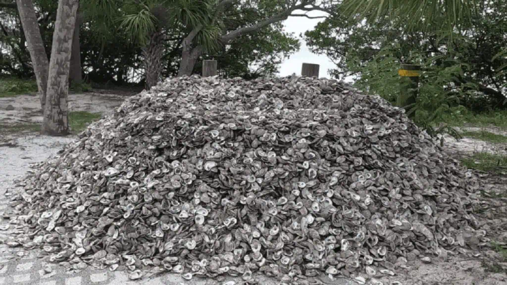 a pile of oyster shells