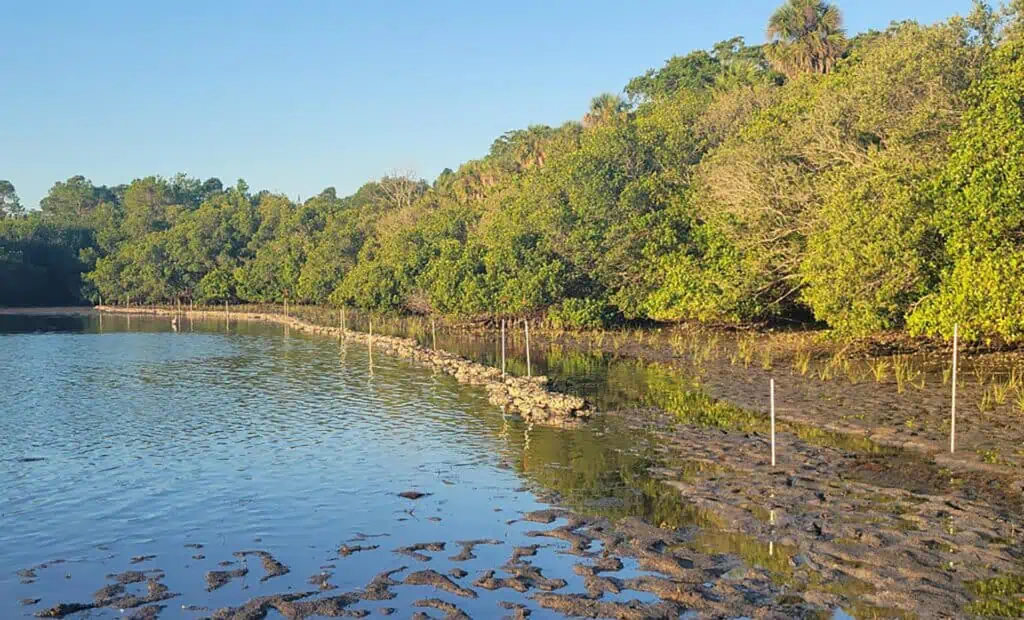 oysters protecting the shoreline 