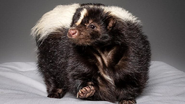 a skunk poses for a photo