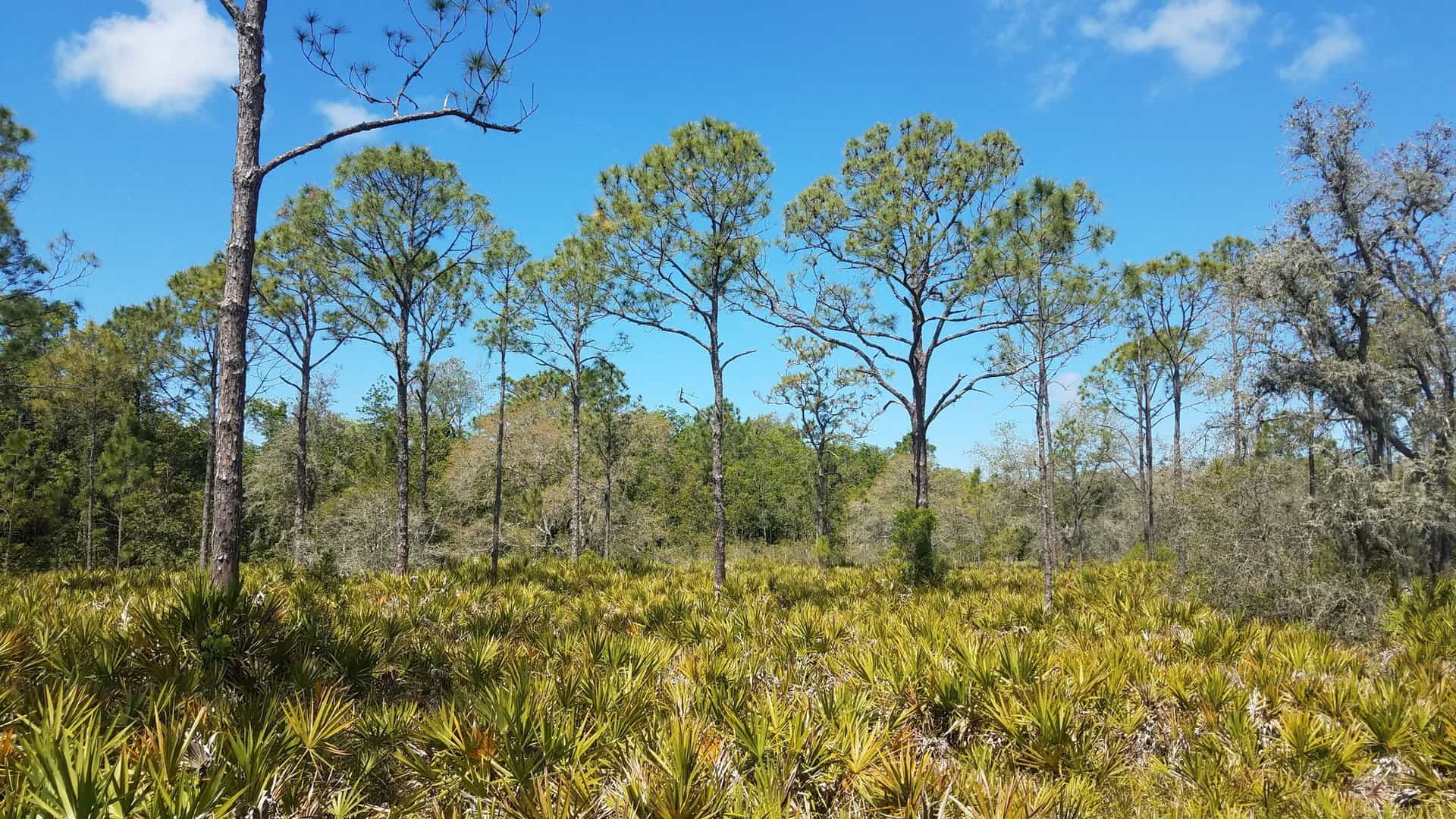 "A landscape view of a sunny forest with tall pine trees and dense, low-lying vegetation."