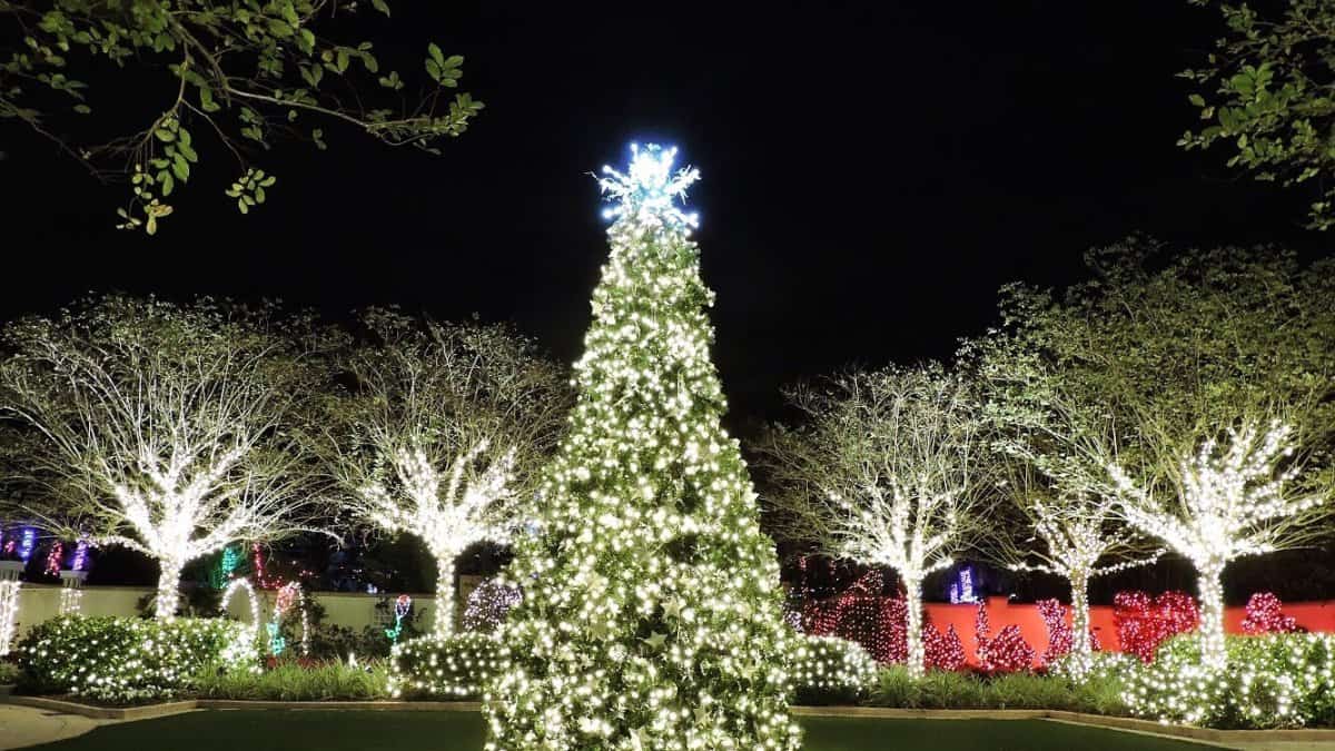 A tall Christmas tree covered in glowing white lights stands surrounded by illuminated trees and festive decorations in a garden at night.