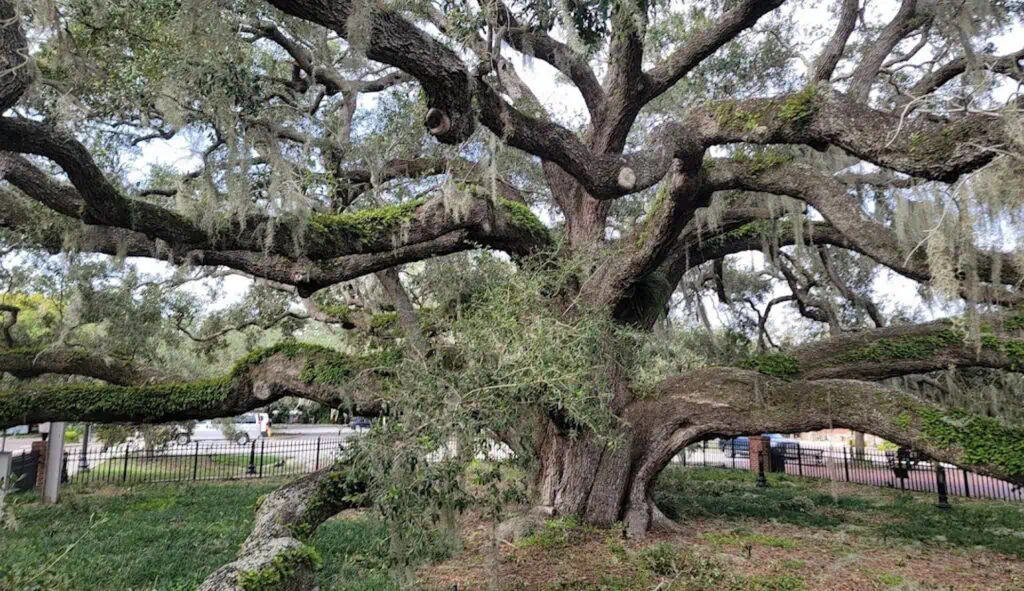 large oak tree in the middle of a park 