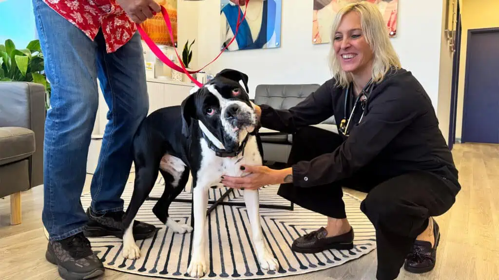 A dog with a veterinarian