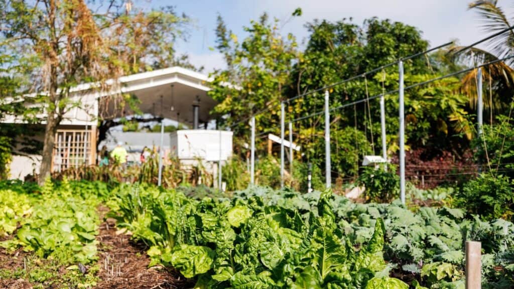 a large vegetable and herb garden at a farm