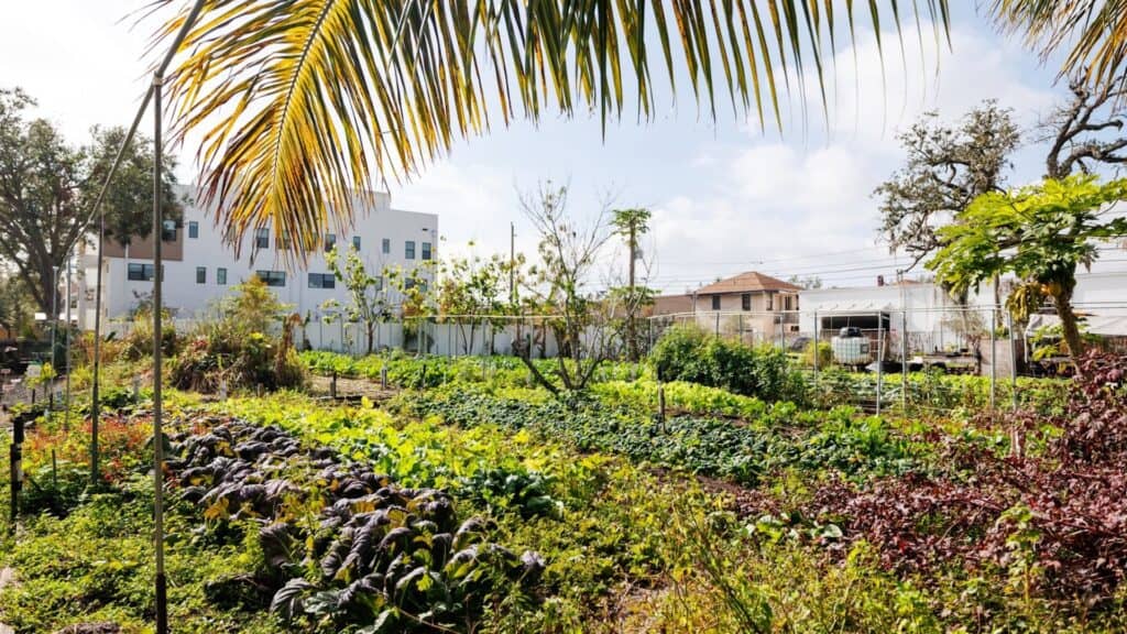 a large urban farm with vegetables growing in rows