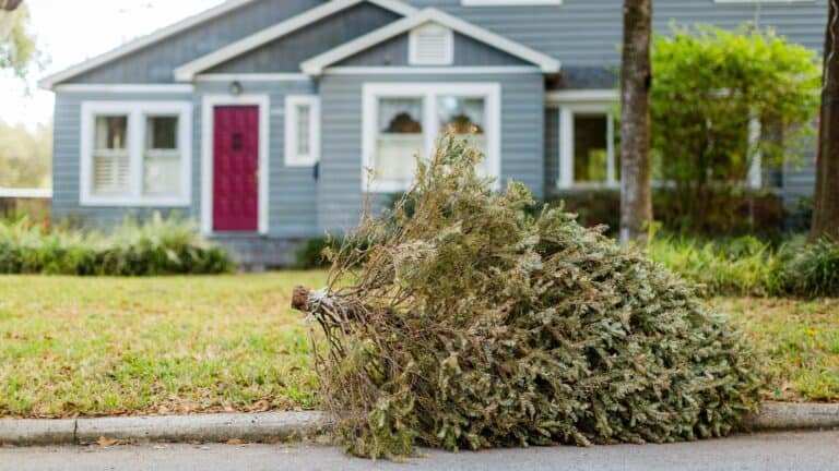 a Christmas tree on the side of the road