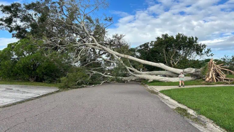 Huge tree fallen over a road.