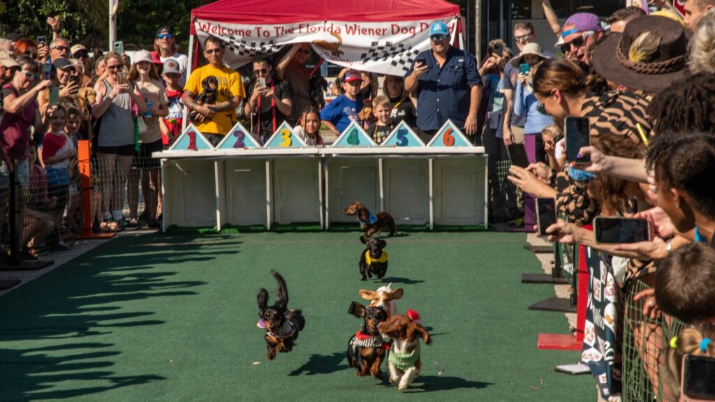 a group of dogs running on a green astroturf area surrounded by onlookers