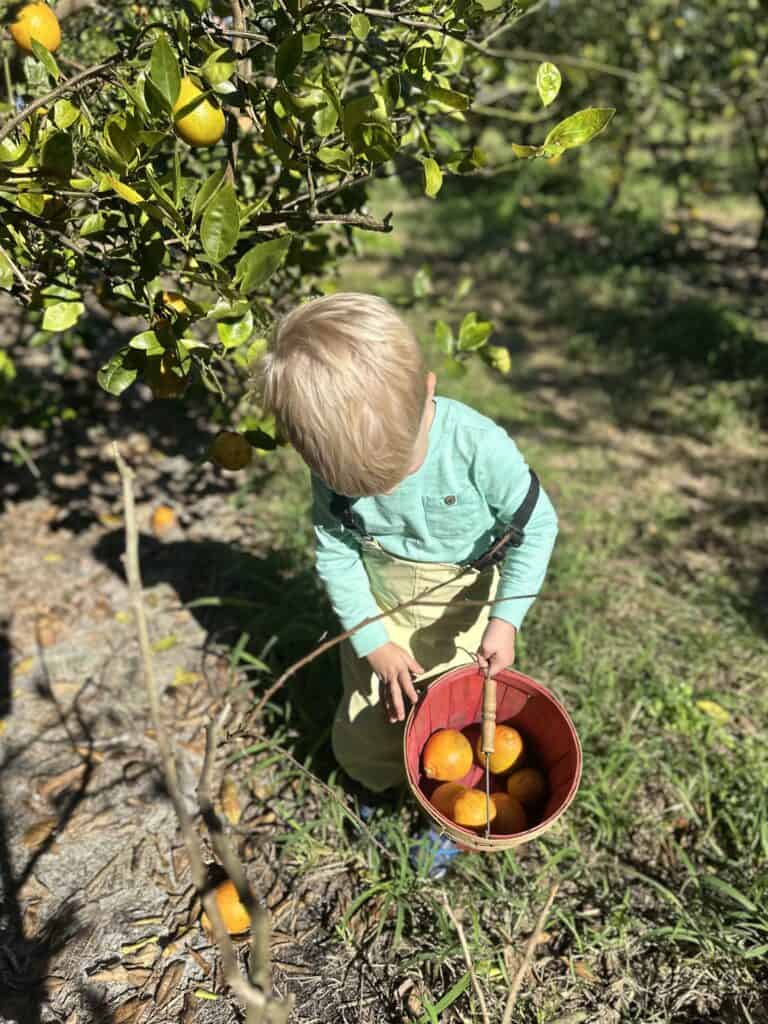 A young boy holding a basket of oranges while standing under an orange tree.
