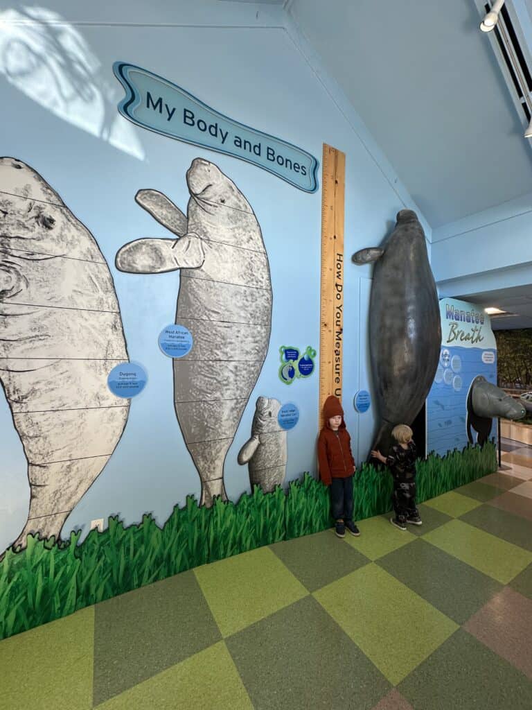 Two children standing next to a wall exhibit about manatees, with life-sized illustrations and informational text.
