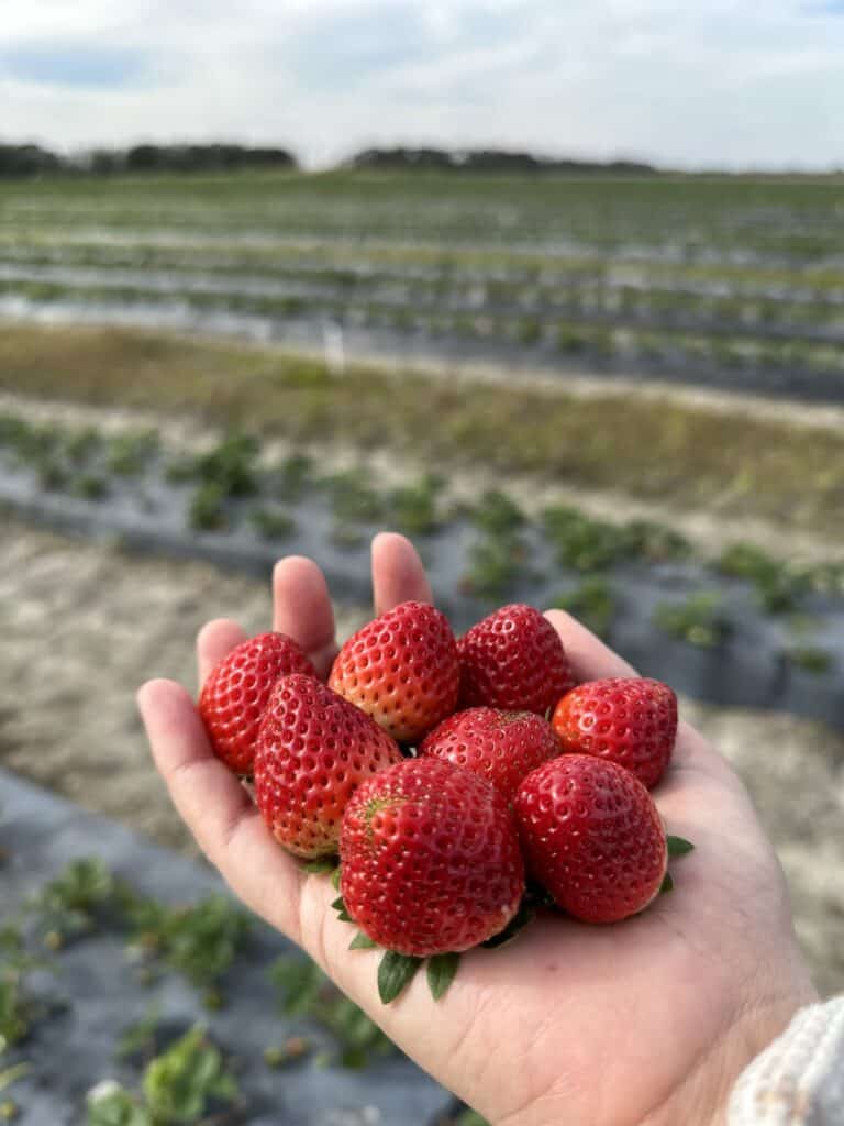 A hand holding a bunch of freshly picked strawberries with rows of a strawberry field in the background.
