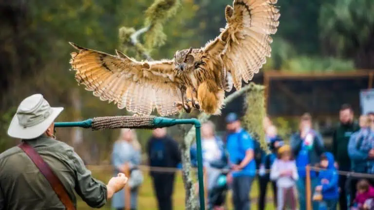 An owl on a perch at a demonstration at a nature preserve. Its wings are outstretched.