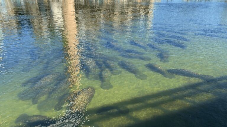 manatees swimming in the water