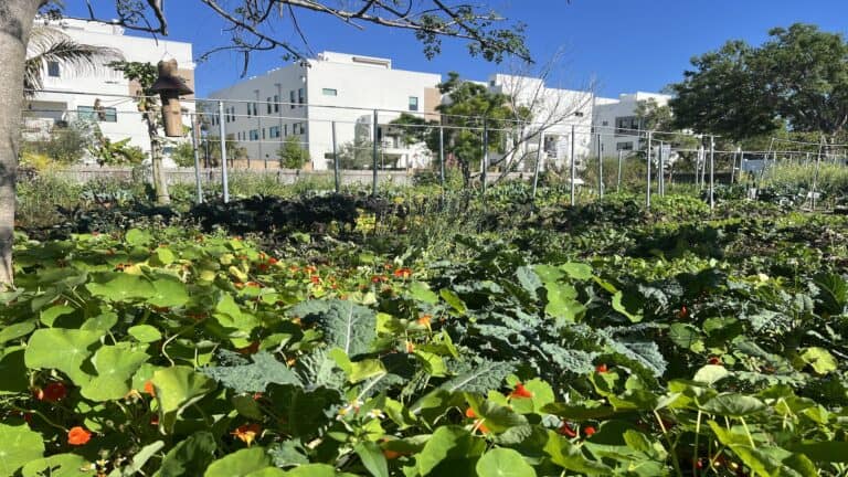 rows of vegetable plants in an urban garden with buildings in the far distance.