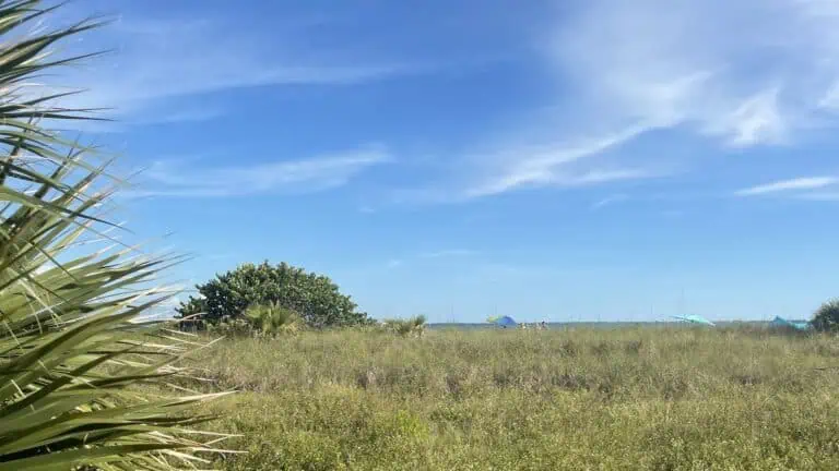 a green park area with ocean views. beach umbrellas can be seen in the distance