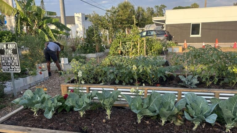 One Grocery Co op does work at an outdoor farm. Vegetables and herbs are visible in the foreground