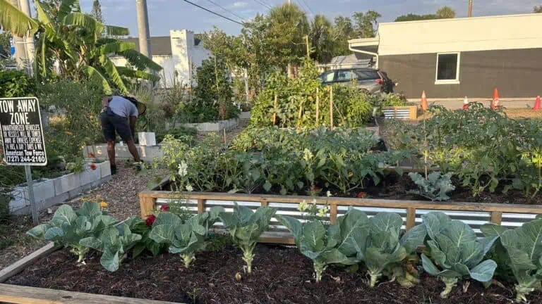 One Grocery Co op does work at an outdoor farm. Vegetables and herbs are visible in the foreground