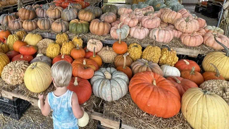 Pumpkins, child