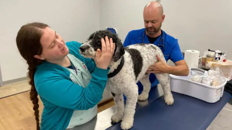 A veterinarian with a dog