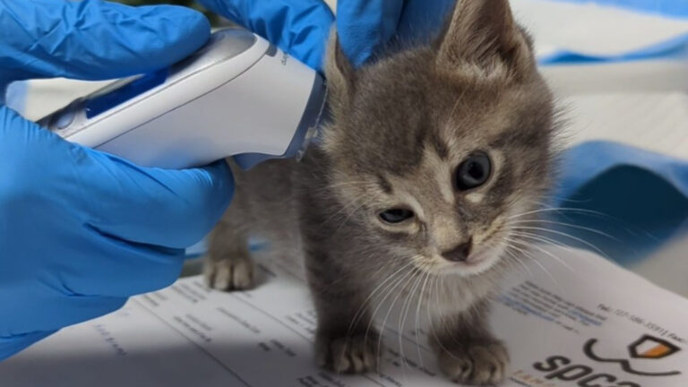 A kitten with a human